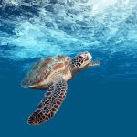 Curso de Técnico Auxiliar en Vida y Rescate de la Biodiversidad Marina: Conviértete en un protector de los océanos
